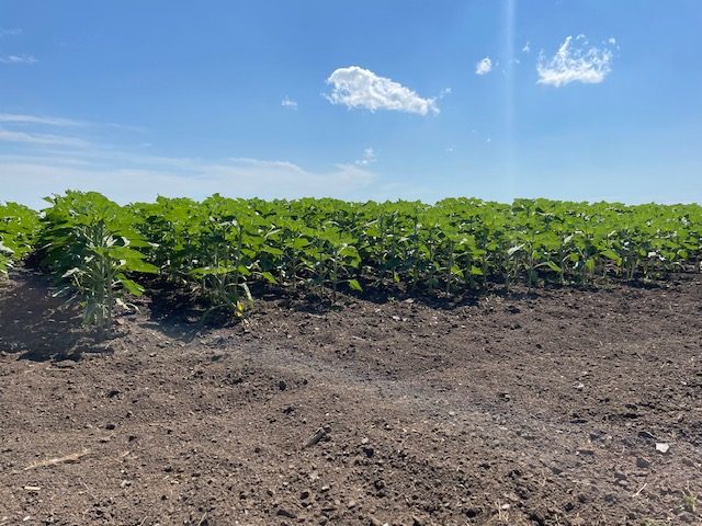 Obeveštenje za poljoprivrednike: Kako pristupiti platformi E-agrar