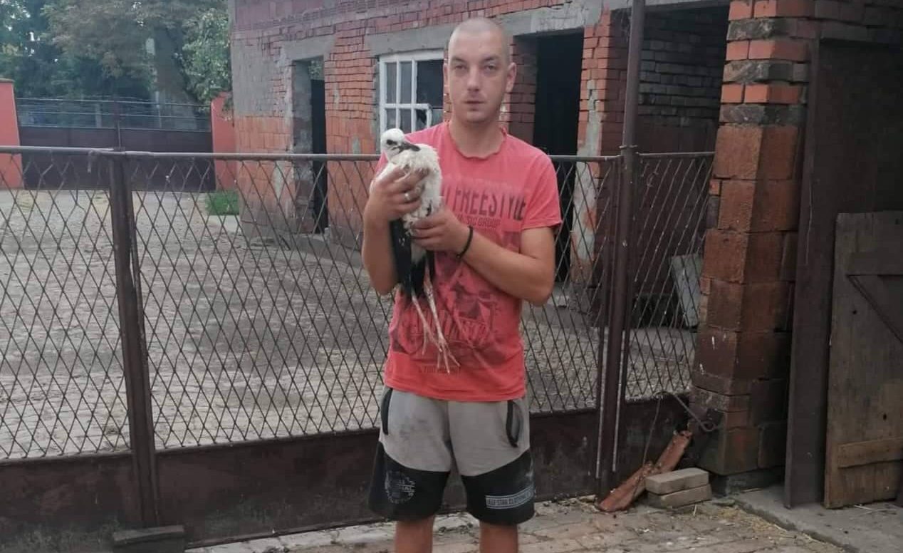 Ranjena roda sletela u dvorište Čavića u Banatskoj Topoli