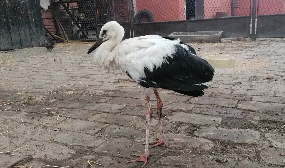 Povređena roda zbrinuta u Zoološkom vrtu Palić