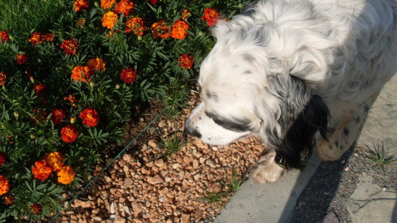 Foto – konkurs „Najlepše domaćinstvo Srbije“