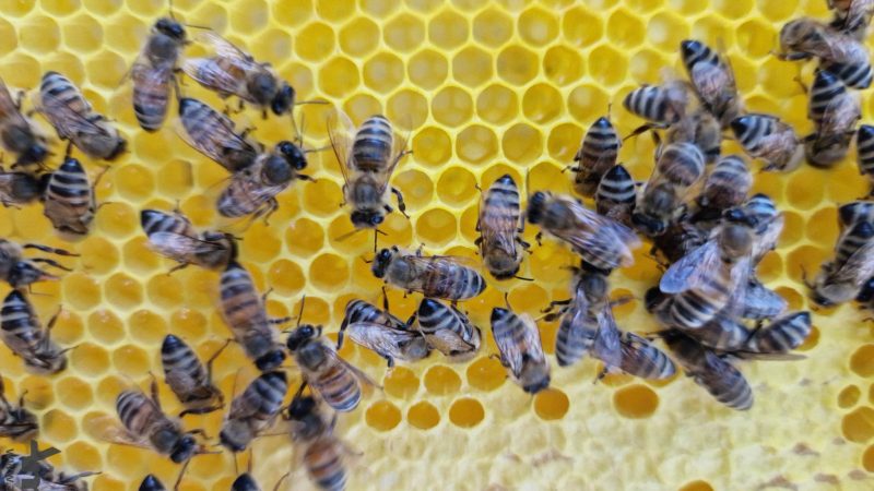 Pčelari sa registrovanim poljoprivrednim gazdinstvom od ponedeljka mogu da preuzmu svoj eID broj