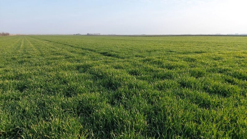 Raspisan oglas za davanje poljoprivrednog zemljišta u zakup i na korišćenje