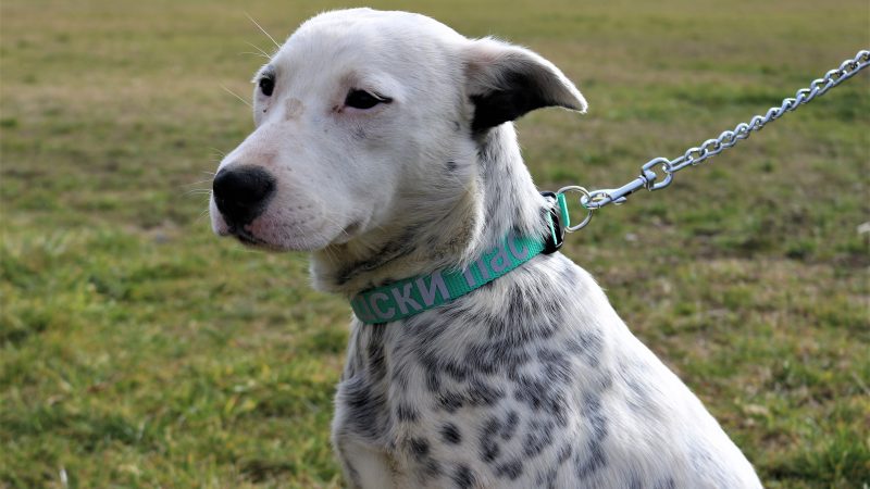 Plemenita akcija Zoohigijene: Cilj da svaki pas nađe dom