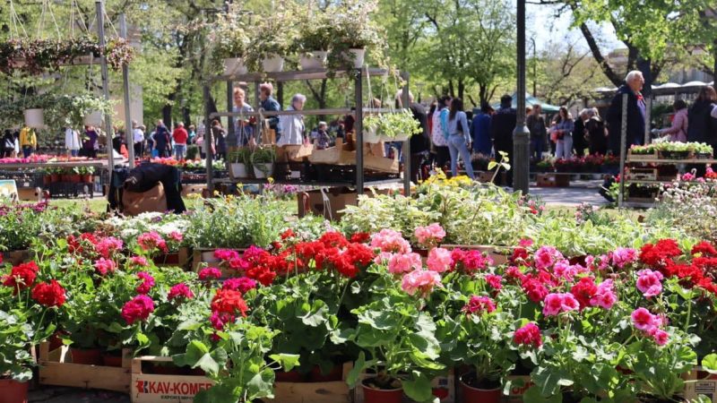 Junski bazar i sajam cveća u subotu u Kikindi