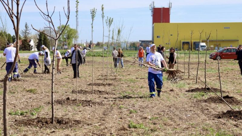 Klub volontera NIS-a organizovao akciju sadnje