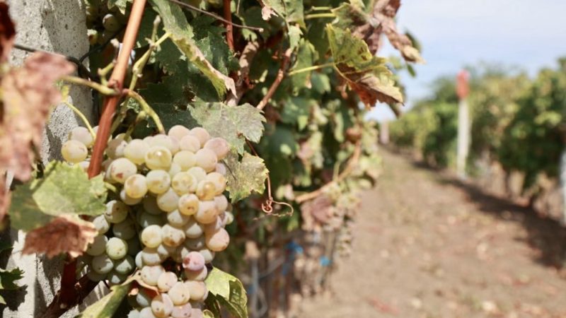 Berba grožđa poranila: Očekuje se solidan kvalitet vina