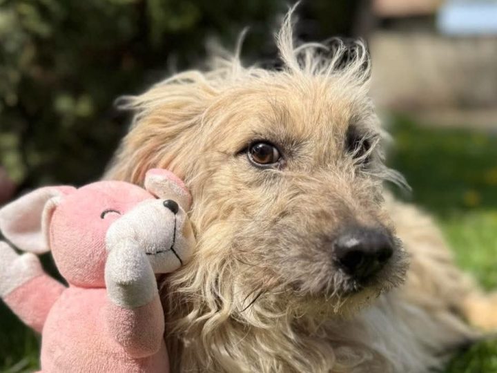 U subotu Dan otvorenih vrata u prihvatilištu za pse