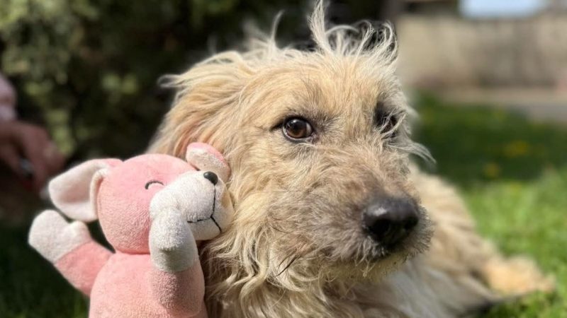 U subotu Dan otvorenih vrata u prihvatilištu za pse