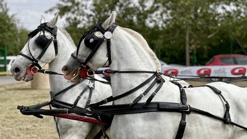 Jubilarna revija paradnih zaprega: Kikindska Fijakerijada proslavila 30. rođendan