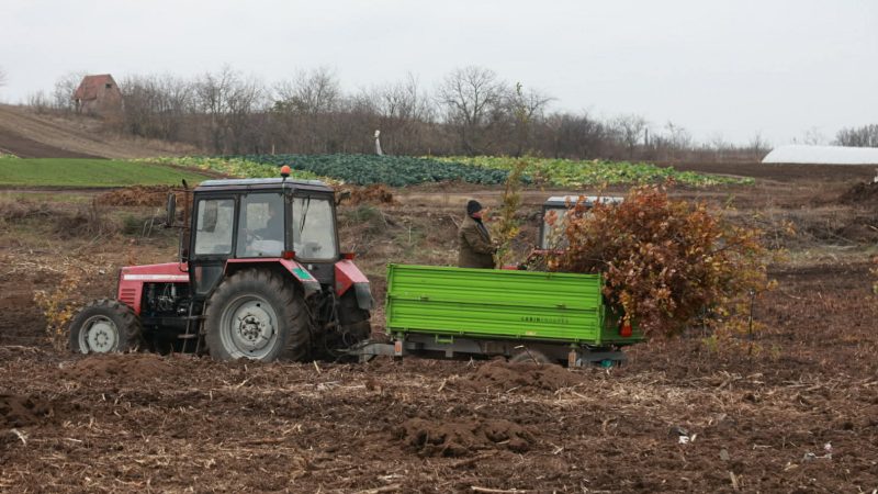 U toku sadnja vetrozaštitnog pojasa u Iđošu