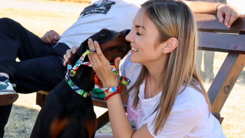 Izložba mešanaca: Za ljubav, privrženost i jedinstven karakter pedigre nije potreban