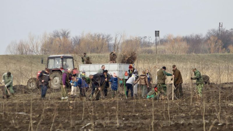 Akcija pošumljavanja kod Simićevog salaša: Posađeno oko 2 000 sadnica lužnjaka