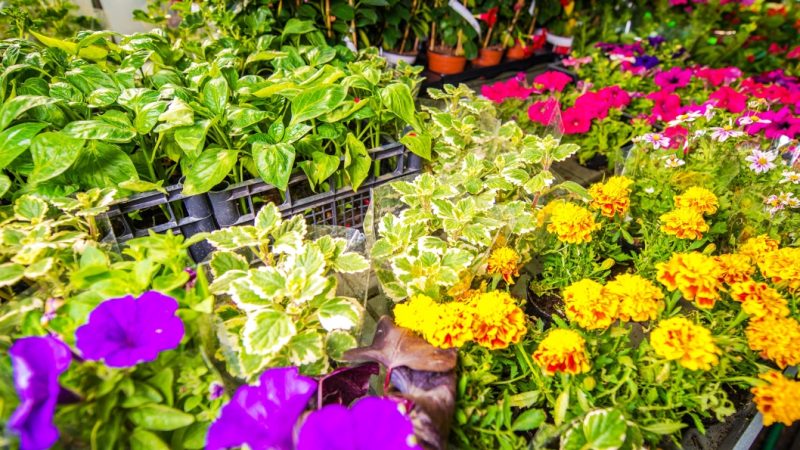 Prolećni sajam cveća u subotu na Trgu