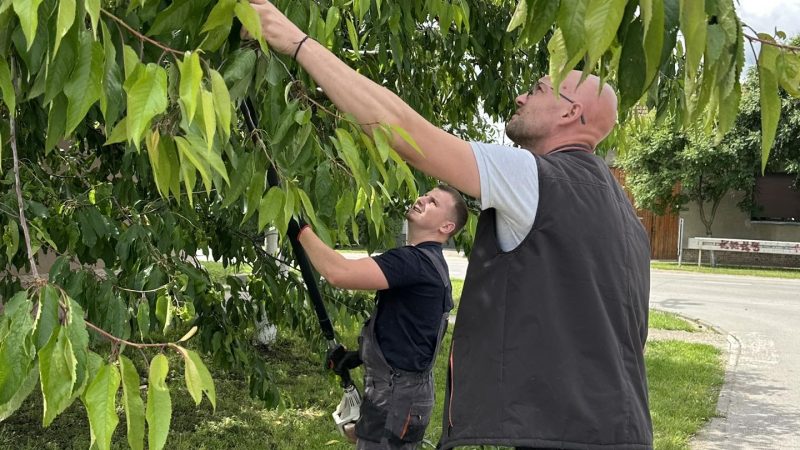Radovi na orezivanju urbanog zelenila na javnim površinama u Kikindi