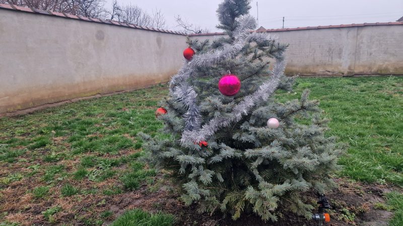 Ekološka akcija kompanije FCC: Udahnite novi život jelkama