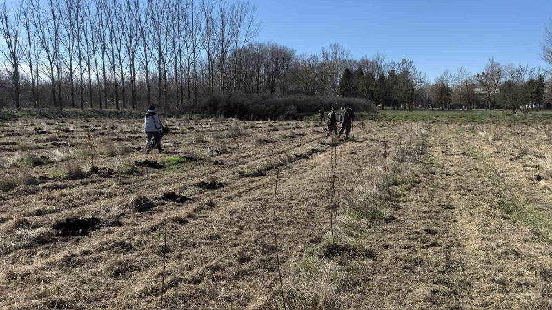 Novi hektari šuma u Velikom Selu: Nastavak uspešne prakse pošumljavanja