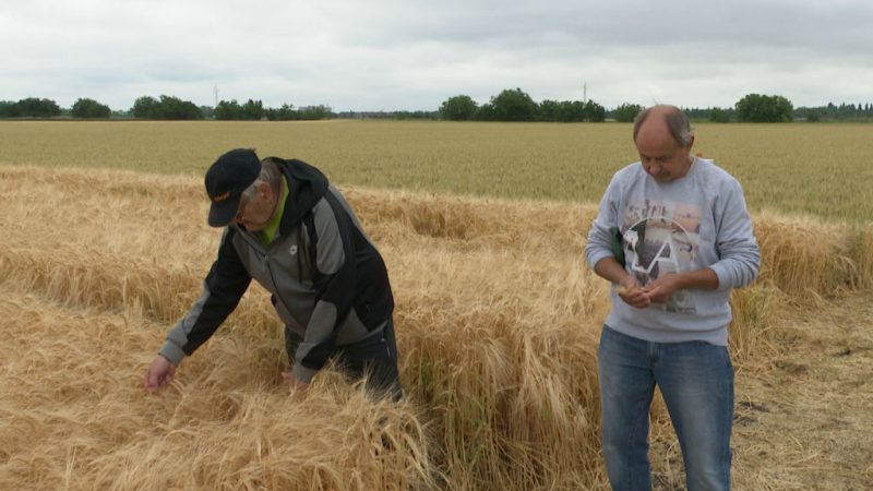 Dan polja strnih žita: Žetva ječma počinje ovih dana, pšenica u lošem stanju